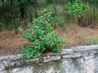 IMG_20200615_090426.webp
