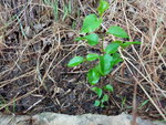 IMG_20200615_090627.jpg