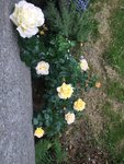 92495AD8-75EF-4E36-9746-62E927E46F98.jpeg