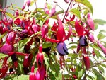 Fuchsien a.jpg