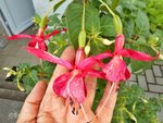 Fuchsien c.jpg