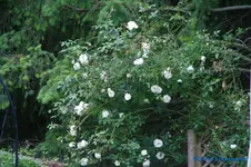 comp_DSC09026.webp