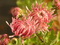 2009  Garten -11- 013.webp