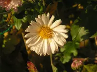 2009  Garten -11- 010.webp