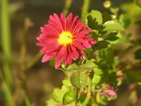 2009  Garten -10- 090.webp