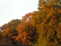 2009  Garten -10- 108.webp