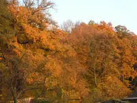 2009  Garten -10- 112.webp