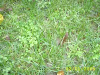 STA40010.webp