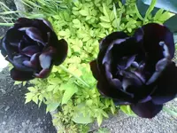 DSC00415 [50%].webp