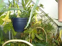 IMGP2262.webp
