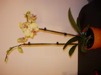 DSCN4379.webp