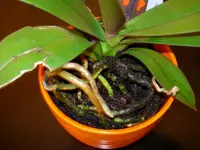 DSCN4381.webp