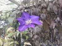 IMG030.webp