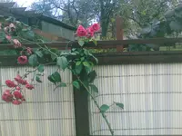 IMG032.webp
