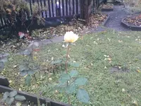 IMG033.webp