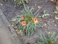 IMG035.webp