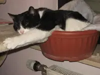 Katzen 001.webp