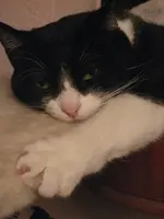 Katzen 0033.webp