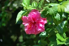 Hibiskus dunkelrosa.webp