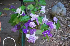 Brunfelsie.webp