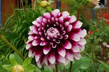 Elfriede 2.webp