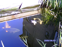 Teich 2009 125.webp