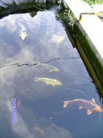 Teich 2009 140.webp