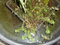 teich1.webp