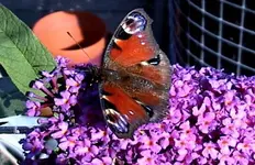 pfauenaug1.webp
