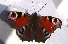 pfauenaug2.webp