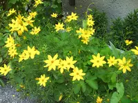 DSC00731.webp