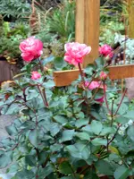 SA500101.webp
