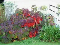 Herbst 012 v.webp