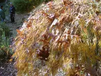 Herbst 033 v.webp