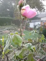 JD500178.webp