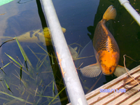 Teich 2009 173.webp