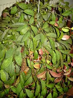 PICT6798.webp