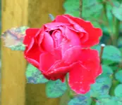 SA500113.webp