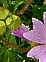 IMPG2577 -  bilderrätsel.webp