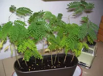 100_6702.webp