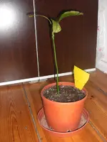 Mango 2009.11.07 3.webp