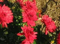 IMG_2357_1067x800.webp