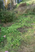 RingelblumeUndMargeriten.webp
