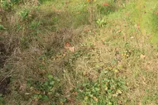 verfilztes-Gras.webp