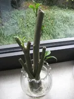garten 09 003.webp
