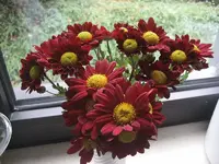 garten 09 005.webp