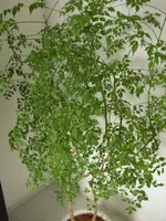DSCF1223.webp