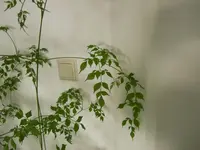 DSCF1226.webp