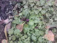 IMG028.webp