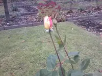 IMG031.webp